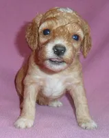 Lucy, a female Cockapoo for sale in Butler, OH – 4 of 5