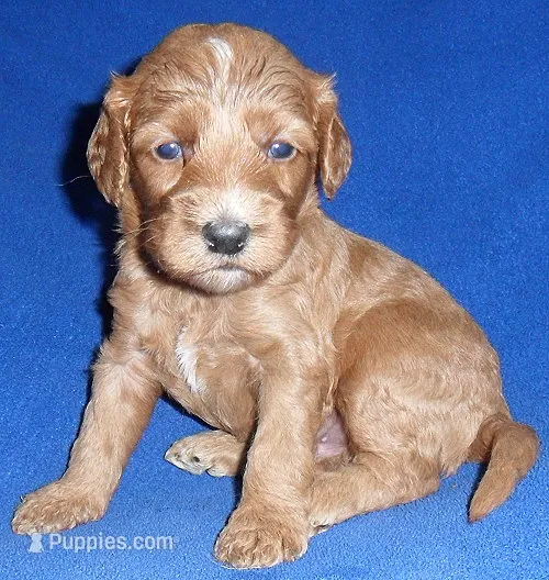 Reggie – Cockapoo puppy for sale in Butler, OH