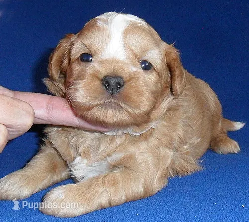 Teddy – Shihpoo puppy for sale in Butler, OH