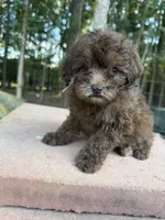 Fiona, a female Poodle - Miniature  for sale in Siler City, NC – 3 of 6