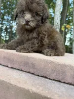 Fiona, a female Poodle - Miniature  for sale in Siler City, NC – 4 of 6