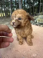 Copper, a male Poodle - Miniature  for sale in Siler City, NC – 7 of 10