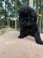 Midnight, a female Poodle - Miniature  for sale in Siler City, NC – 3 of 4