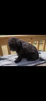Precious, a male Poodle - Miniature  for sale in Staley, NC – Photo 1 of 5