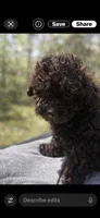 Precious, a male Poodle - Miniature  for sale in Staley, NC – Photo 2 of 5