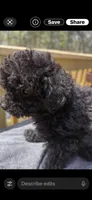 Precious, a male Poodle - Miniature  for sale in Staley, NC – Photo 3 of 5