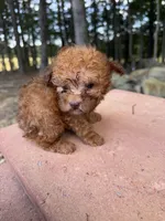 Copper, a male Poodle - Miniature  for sale in Siler City, NC – 5 of 10