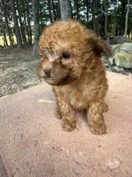 Copper, a male Poodle - Miniature  for sale in Siler City, NC – 2 of 10