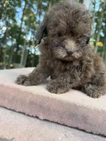Fiona, a female Poodle - Miniature  for sale in Siler City, NC – 6 of 6