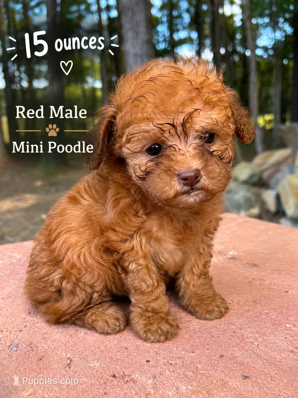 Copper – Poodle - Miniature  puppy for sale in Siler City, NC
