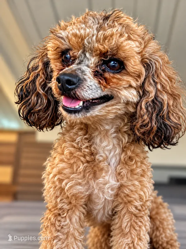 Fiona – Poodle - Miniature  puppy for sale in Siler City, NC