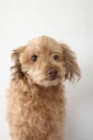 Lady, a female Poodle - Miniature  for sale in Staley, NC – Photo 4 of 4