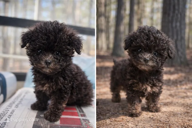 Lady – Poodle - Miniature  puppy for sale in Staley, NC