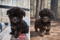 Lady, a female Poodle - Miniature  for sale in Staley, NC – Photo 1 of 4