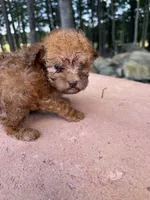 Copper, a male Poodle - Miniature  for sale in Siler City, NC – 9 of 10