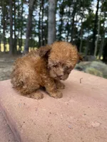 Copper, a male Poodle - Miniature  for sale in Siler City, NC – 10 of 10