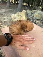 Copper, a male Poodle - Miniature  for sale in Siler City, NC – 6 of 10