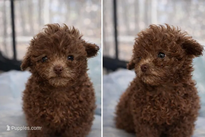 Ginger – Poodle - Miniature  puppy for sale in Staley, NC