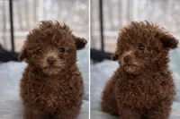 Ginger, a female Poodle - Miniature  for sale in Staley, NC – Photo 1 of 3