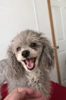 Ginger, a female Poodle - Miniature  for sale in Staley, NC – Photo 3 of 3