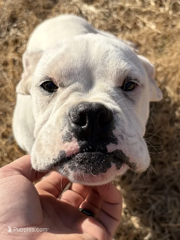 Special – Boxer puppy for sale in Staley, NC