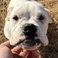 Special, a male Boxer for sale in Staley, NC – Photo 1 of 6