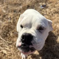 Special, a male Boxer for sale in Staley, NC – Photo 5 of 6