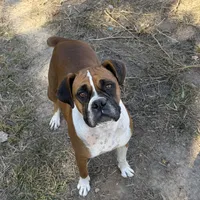 Special, a male Boxer for sale in Staley, NC – Photo 6 of 6