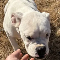 Special, a male Boxer for sale in Staley, NC – Photo 2 of 6