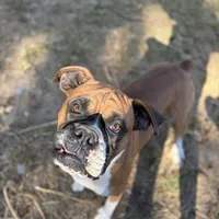 Special, a male Boxer for sale in Staley, NC – Photo 4 of 6