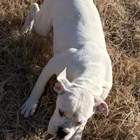 Special, a male Boxer for sale in Staley, NC – Photo 3 of 6