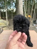 Midnight, a female Poodle - Miniature  for sale in Siler City, NC – 4 of 4