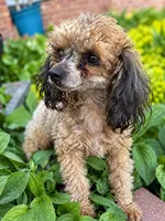 Copper, a male Poodle - Miniature  for sale in Siler City, NC – 8 of 10
