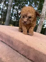 Copper, a male Poodle - Miniature  for sale in Siler City, NC – 4 of 10