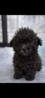 Rocky, a male Poodle - Miniature  for sale in Staley, NC – Photo 2 of 8
