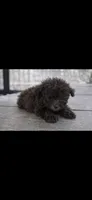 Rocky, a male Poodle - Miniature  for sale in Staley, NC – Photo 6 of 8