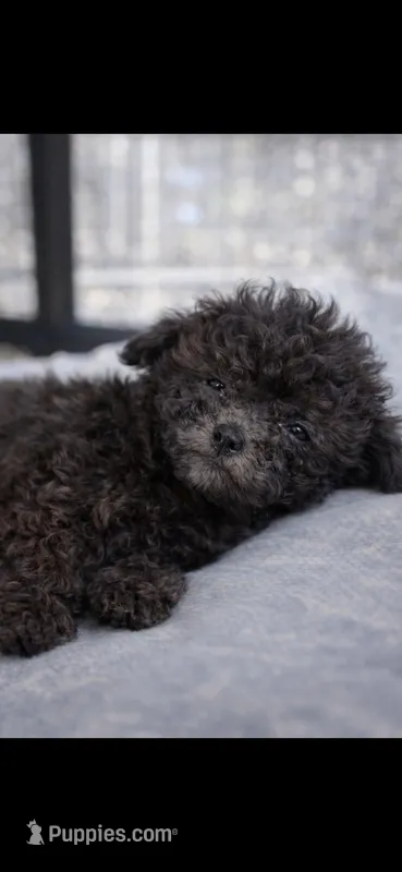 Rocky – Poodle - Miniature  puppy for sale in Staley, NC