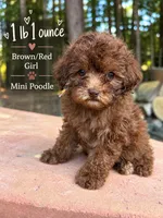 Fiona, a female Poodle - Miniature  for sale in Siler City, NC – 5 of 6