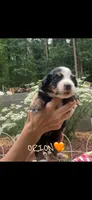 Orion, a male Bernese Mountain Dog for sale in Conyers, GA – 2 of 4