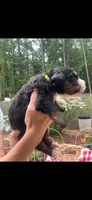 Gemini, a female Bernese Mountain Dog for sale in Conyers, GA – 3 of 4