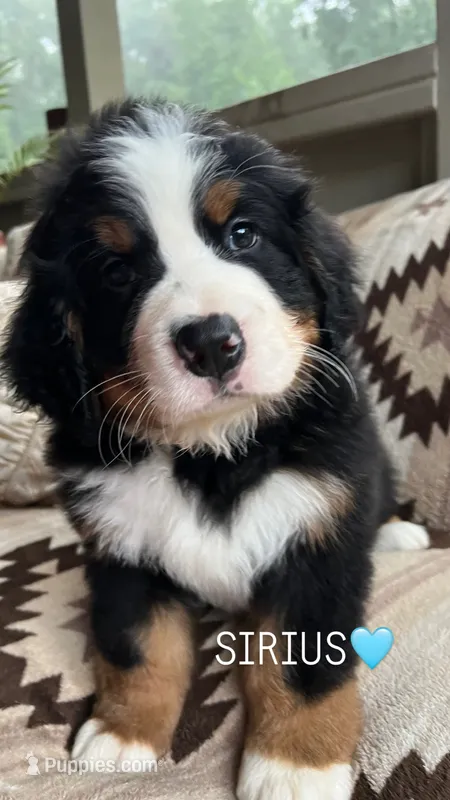 Sirius – Bernese Mountain Dog puppy for sale in Conyers, GA