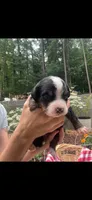 Nova, a female Bernese Mountain Dog for sale in Conyers, GA – 3 of 4
