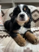 Stardust, a female Bernese Mountain Dog for sale in Conyers, GA – 6 of 7