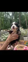 Stardust, a female Bernese Mountain Dog for sale in Conyers, GA – 3 of 4