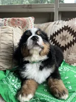 Rocket, a male Bernese Mountain Dog for sale in Conyers, GA – 6 of 9