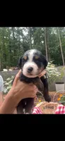 Gemini, a female Bernese Mountain Dog for sale in Conyers, GA – 1 of 4