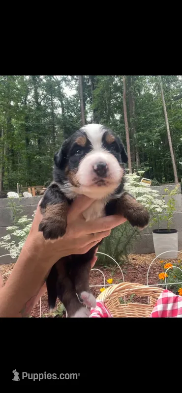 Stardust – Bernese Mountain Dog puppy for sale in Conyers, GA