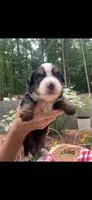 Stardust, a female Bernese Mountain Dog for sale in Conyers, GA – 1 of 4
