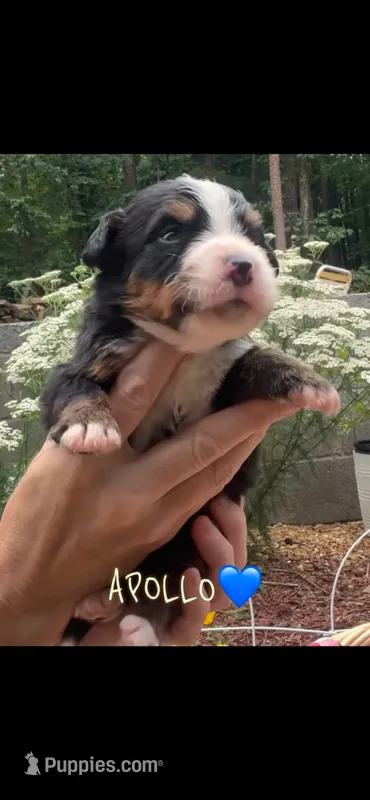 Apollo – Bernese Mountain Dog puppy for sale in Conyers, GA