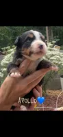 Apollo, a male Bernese Mountain Dog for sale in Conyers, GA – 1 of 1